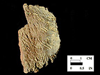 Dames Quarter interior surface of body sherd from a Maryland unprovenienced site.